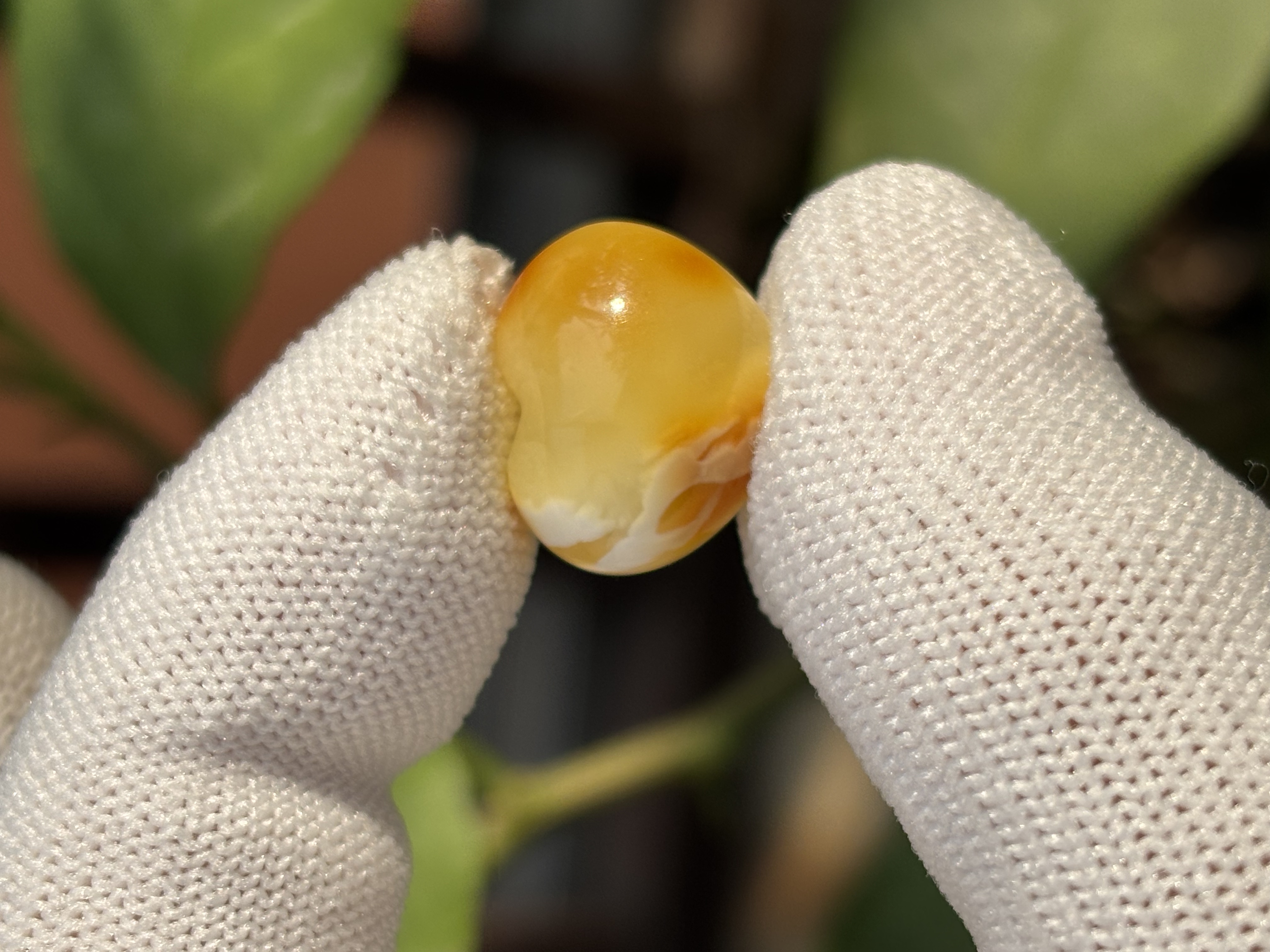 4555天然蜜蜡琥珀屁桃配饰16.4x13.9x9.5mm