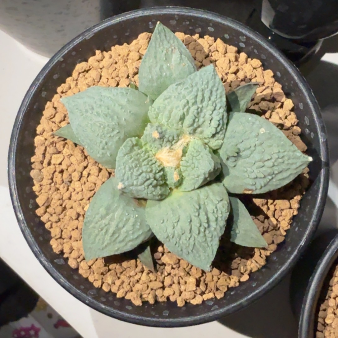 无花朵狮子头蓝白皮哥怒实生