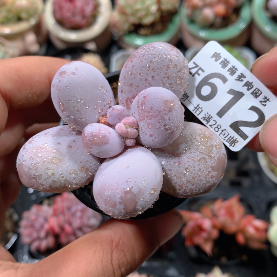 5CM拇指盆精控多肉ZF616