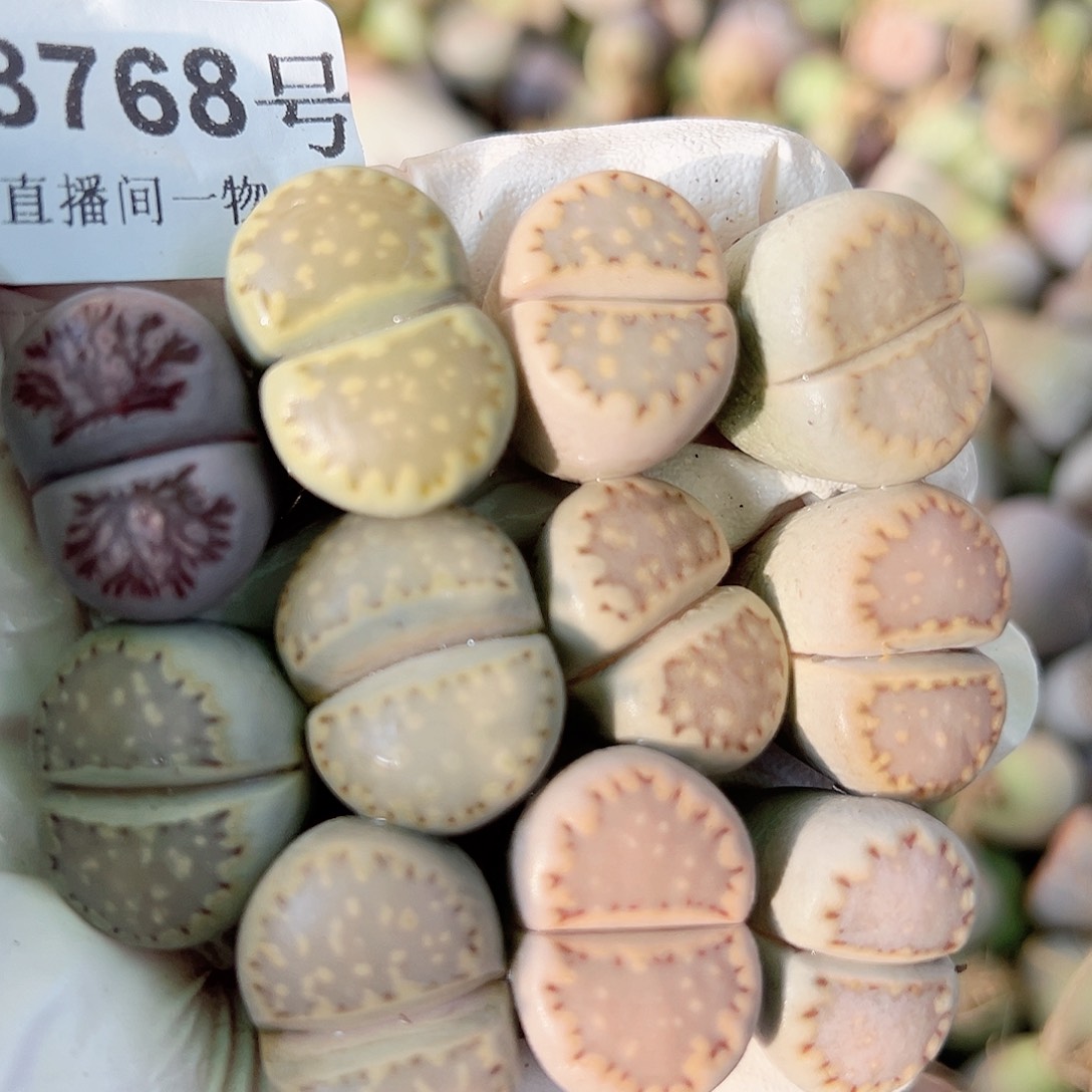 8768五年超大饼干10个加一个超美紫菊11个2.2cm左右福利