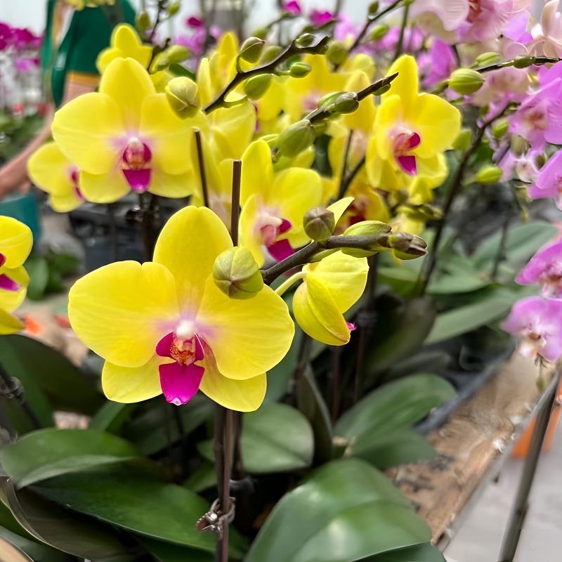 蝴蝶兰【富乐夕阳】精品兰花室内阳台办公室高端花卉耐养易活盆栽