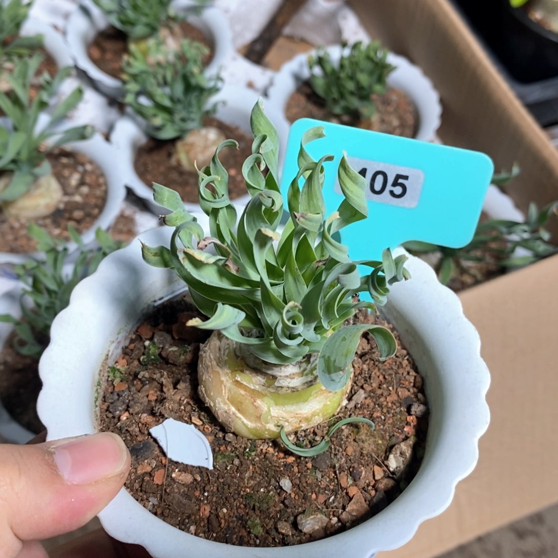 款叶弹簧草多肉植物