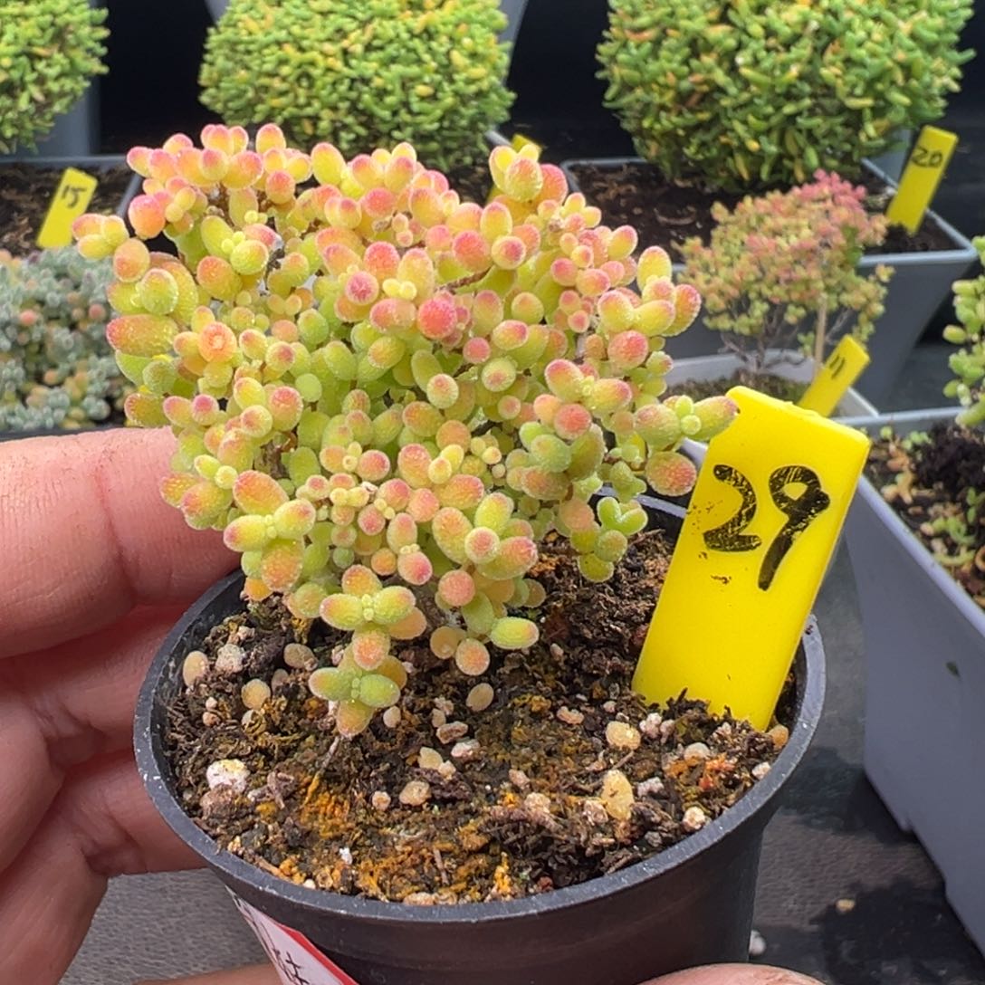 风***沙蜜橘糖球29号5cm盆