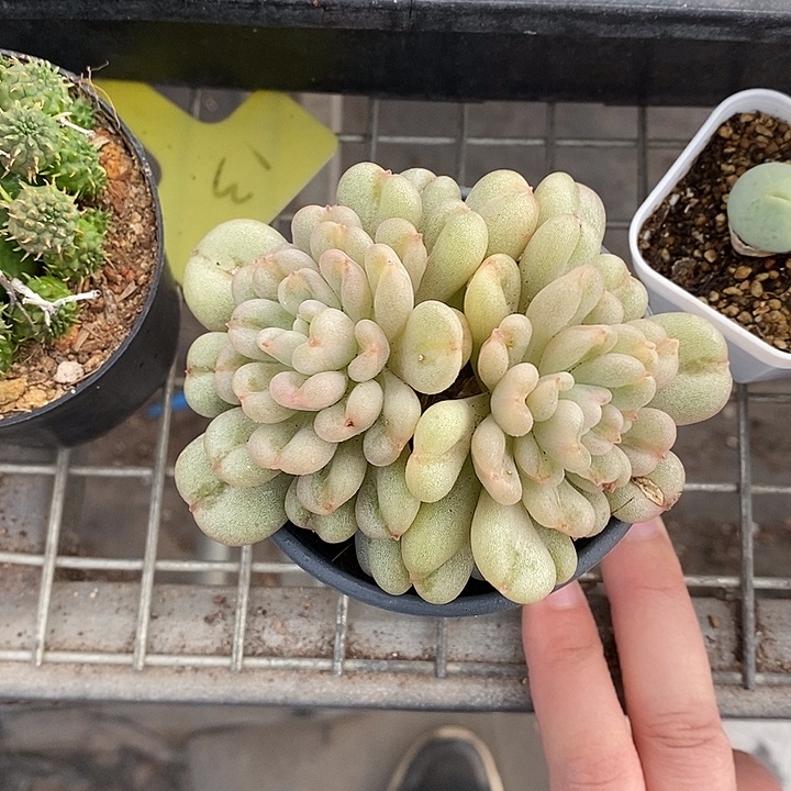 开播仙人球一物一拍