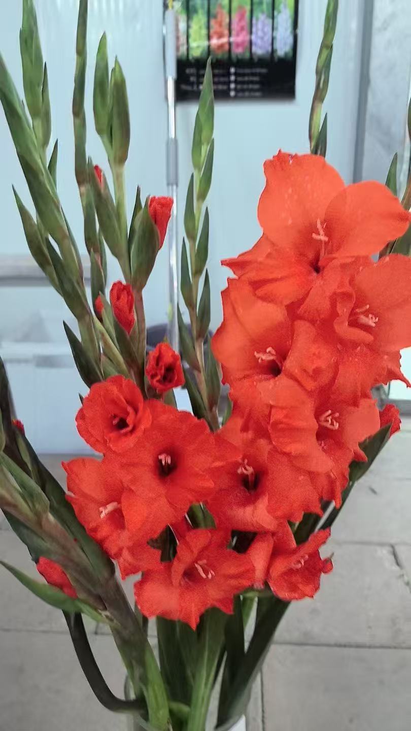 【花易得】 剑兰系列