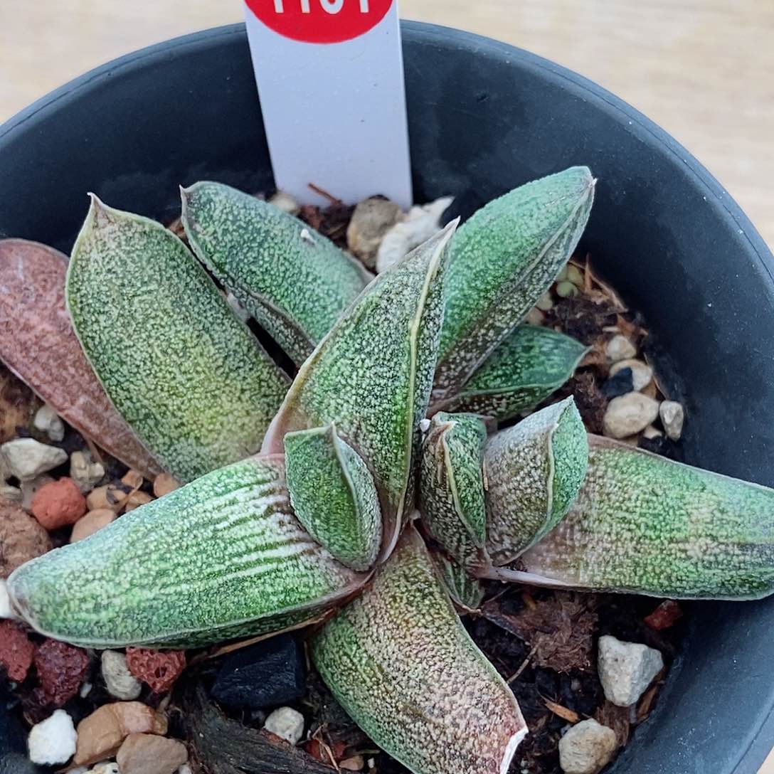 1131卧牛实生转带盆发货