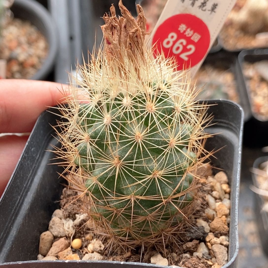 实生狂刺球一颗368756