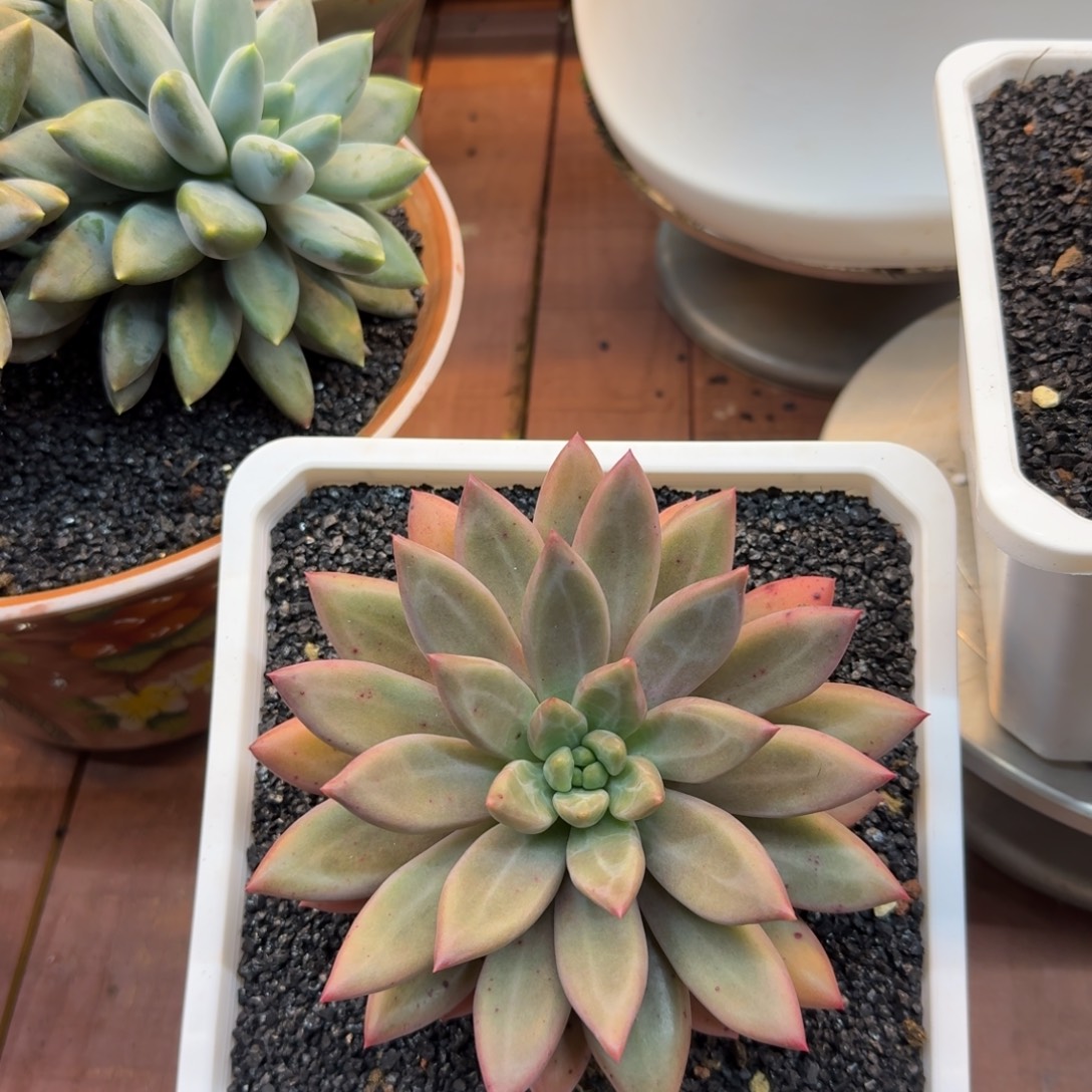 数据一物一拍寄养水晶球