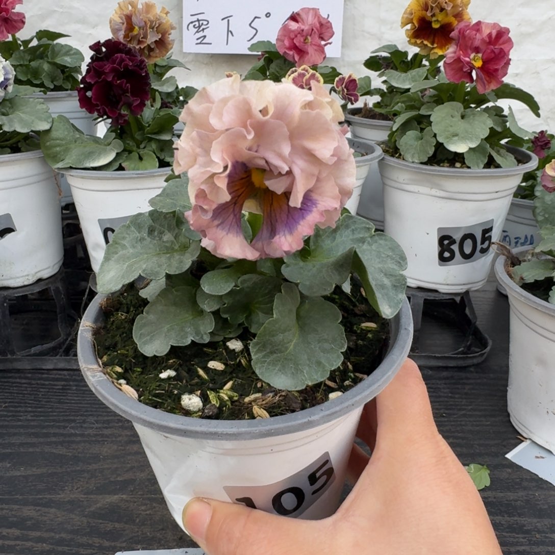 全部花朵105号洛可可