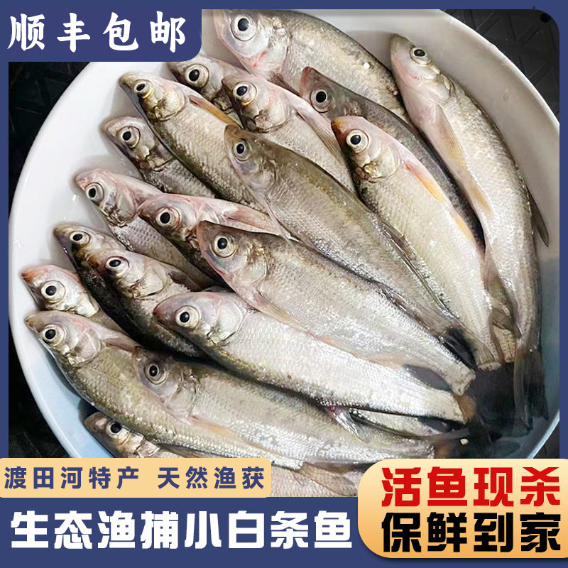 【田小宝】渡田河新鲜白条河鲜