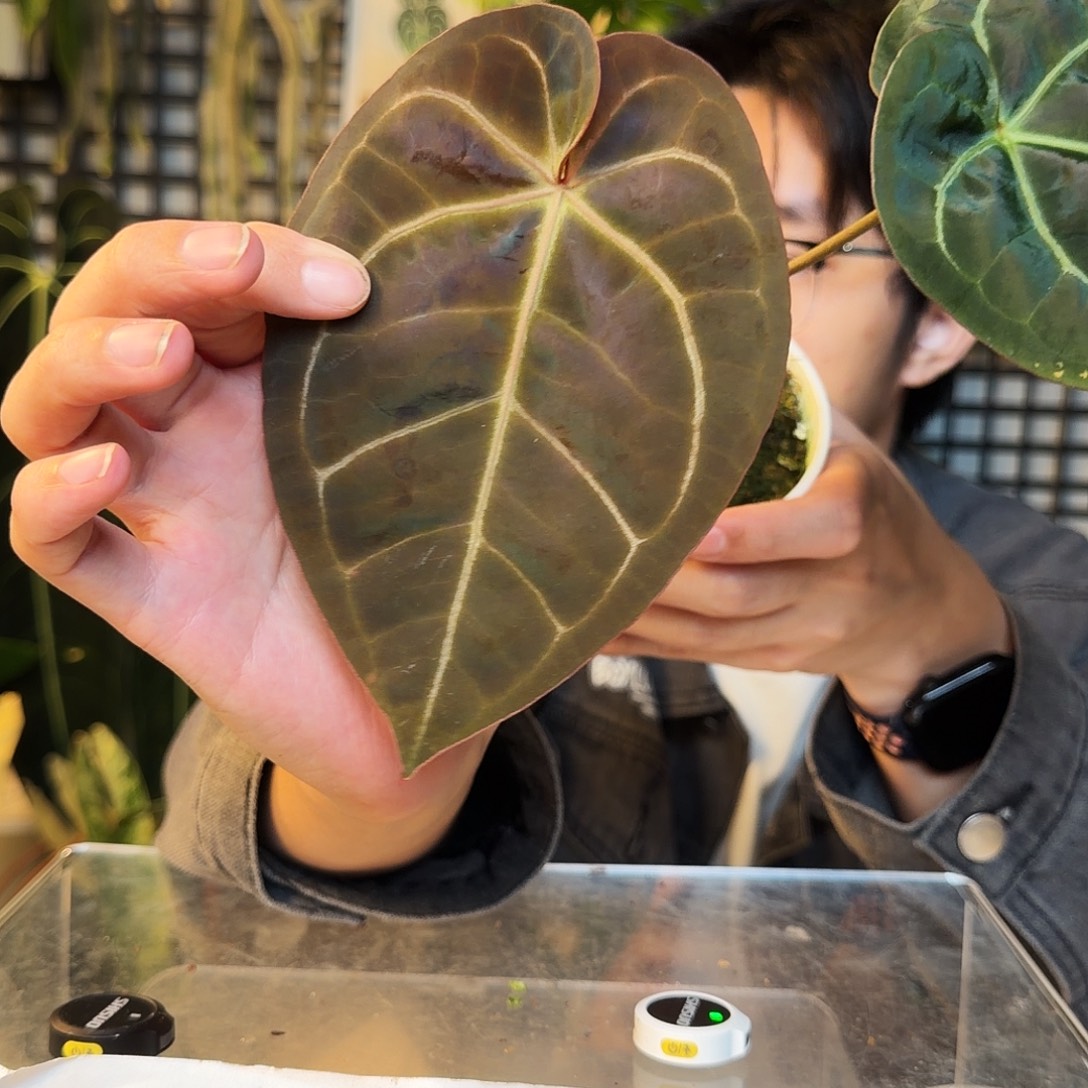 完全开放Q145黑水晶