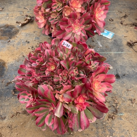 2-21香妃朵朵多肉植物