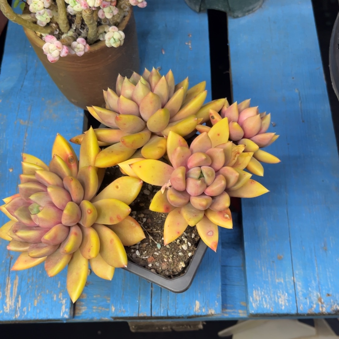 红象牙老桩群生多肉