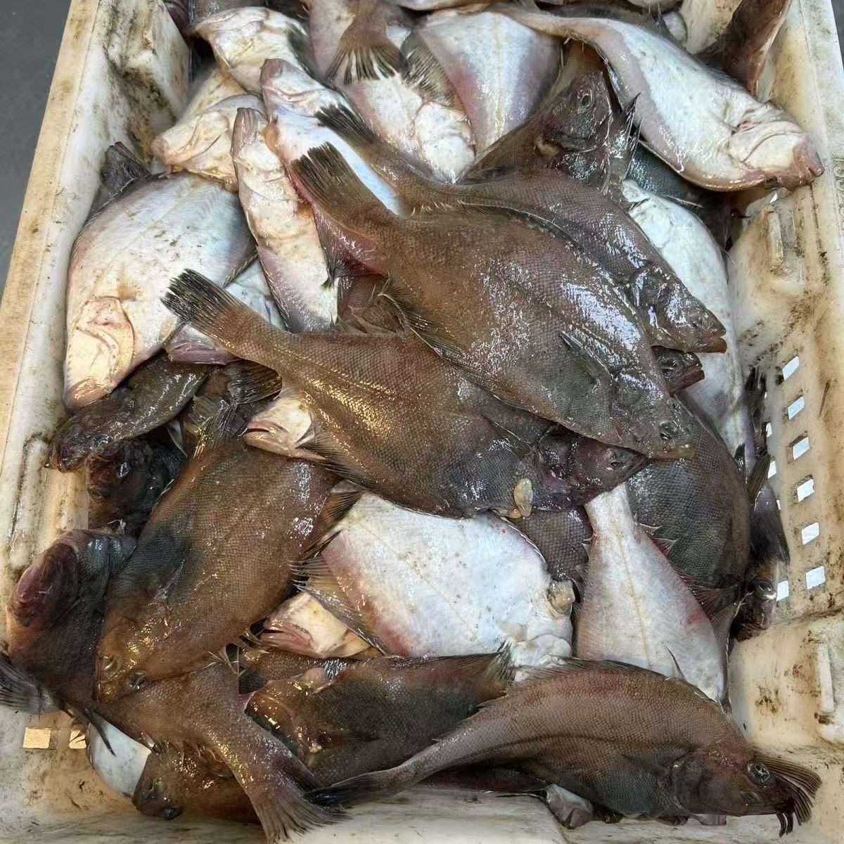 新鲜海捕偏口鱼速冻现发海鱼比目鱼顺丰京东包邮