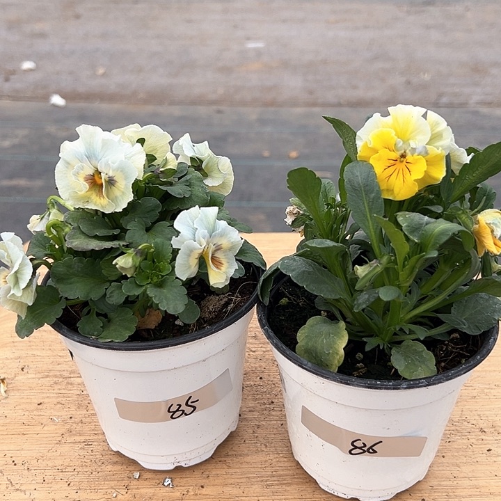 红陶抖音直播闪拍85-86