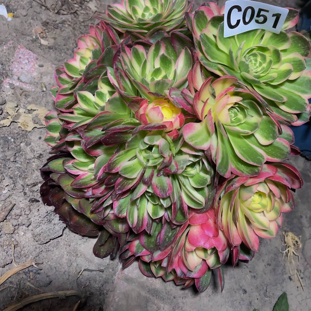 粉体海王26–18包邮