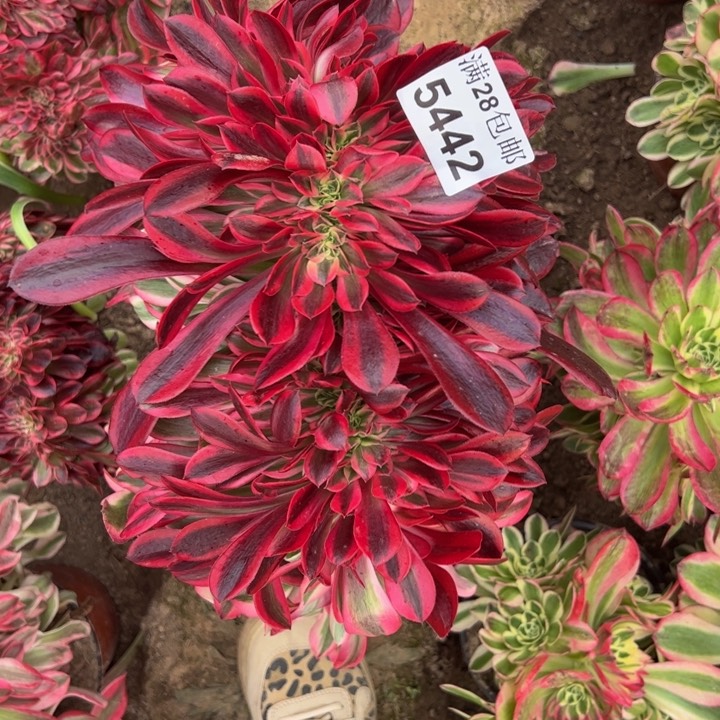 5442南美杜莎追多肉植物