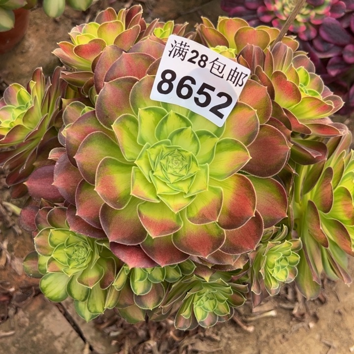 8652韶华多肉植物