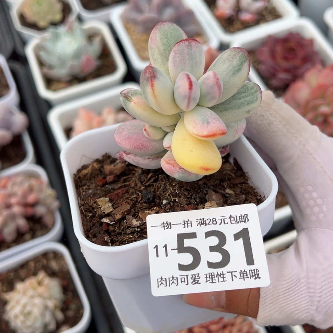 乒乓福娘锦多肉多肉多肉多肉多肉