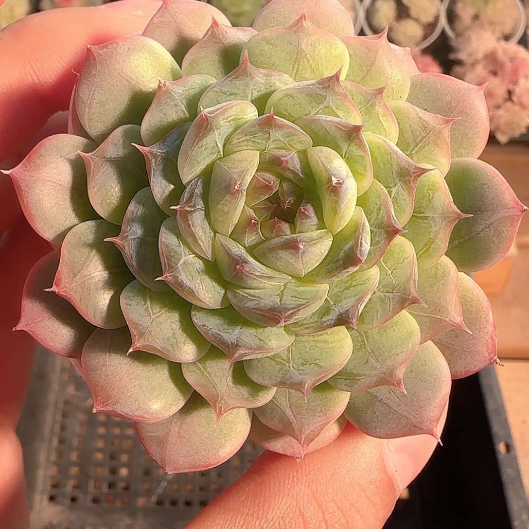 多肉1128-134糖心暗纹