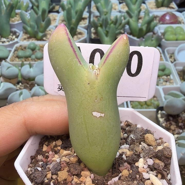 020。满38包邮肉锥