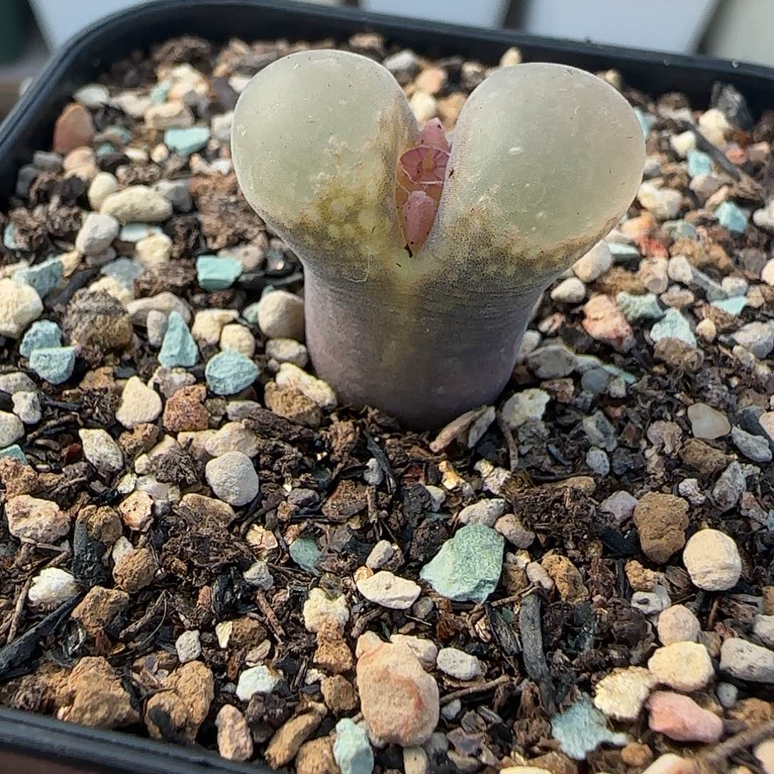 多肉植物绝美风铃母本特79号