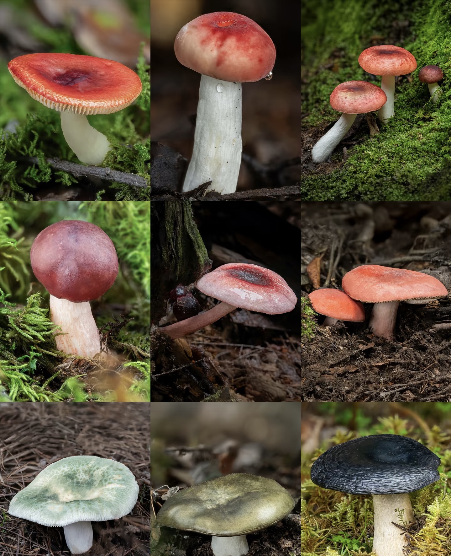 1【X-土特产-D】净含量：2g-50g【阿徐现收】菌