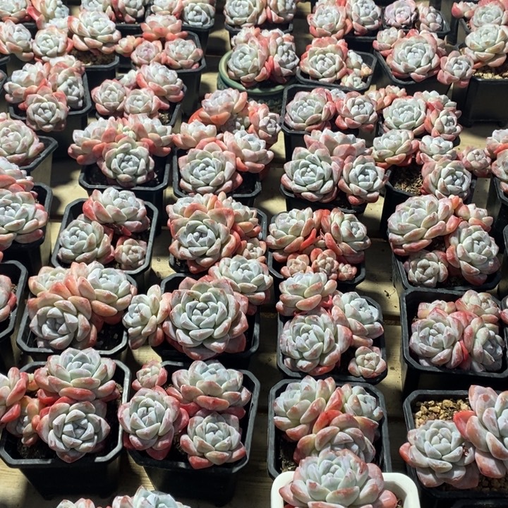 九十任意组合两个冰玉