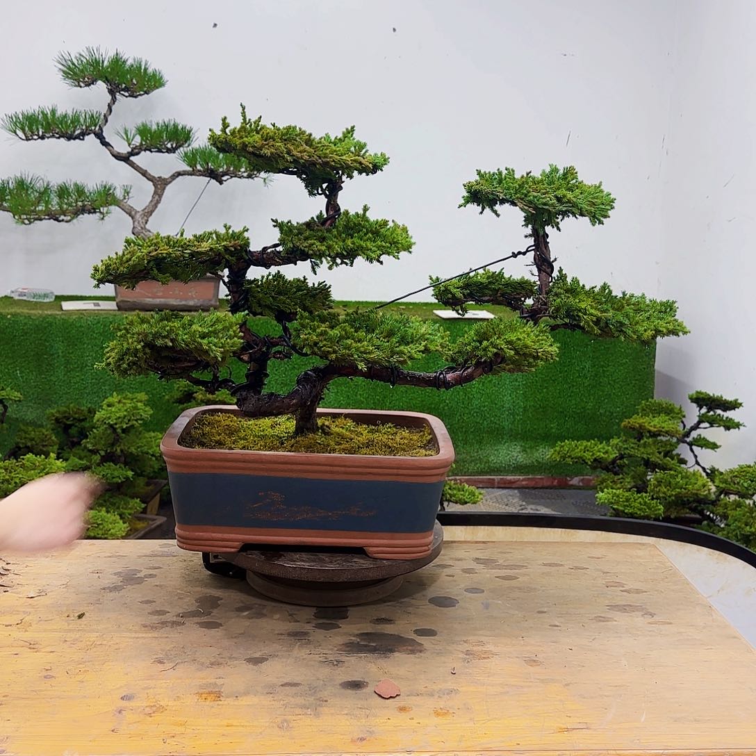 皇*盆景盆景盆景盆景