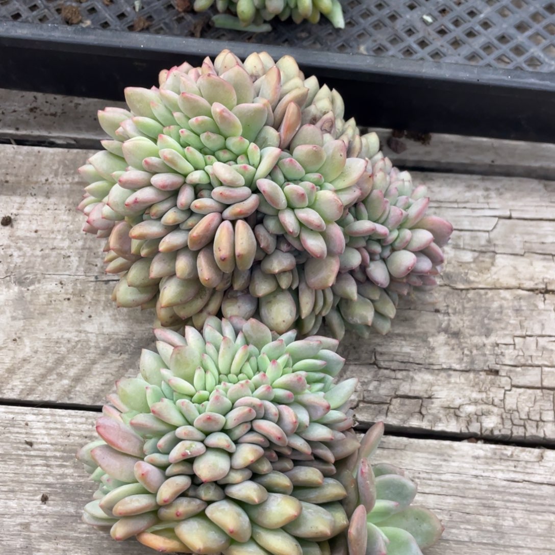 爱丽儿缀化两个微瑕清台子