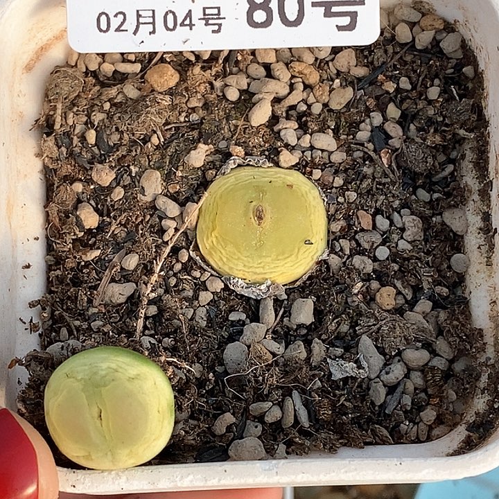 C****.桃喜花园0204-80拉登2颗