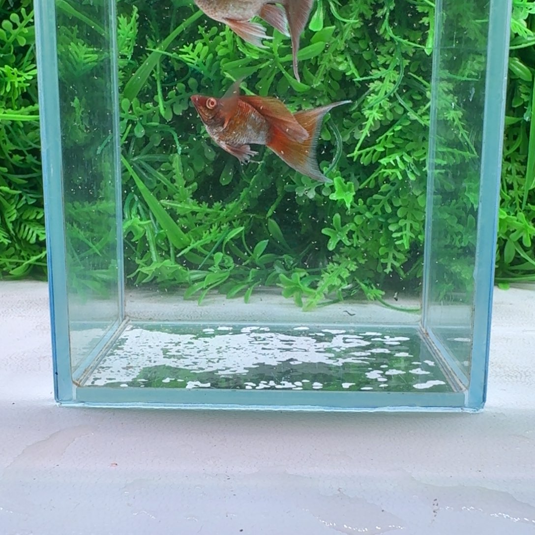 黑玛丽鱼896号玛丽2条