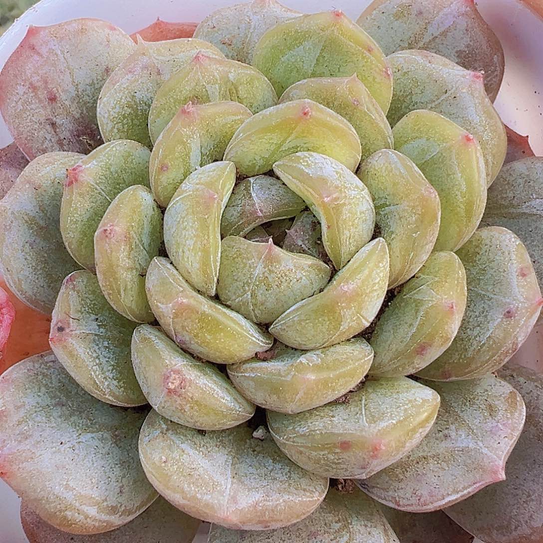 大单头白恋19包邮多肉则