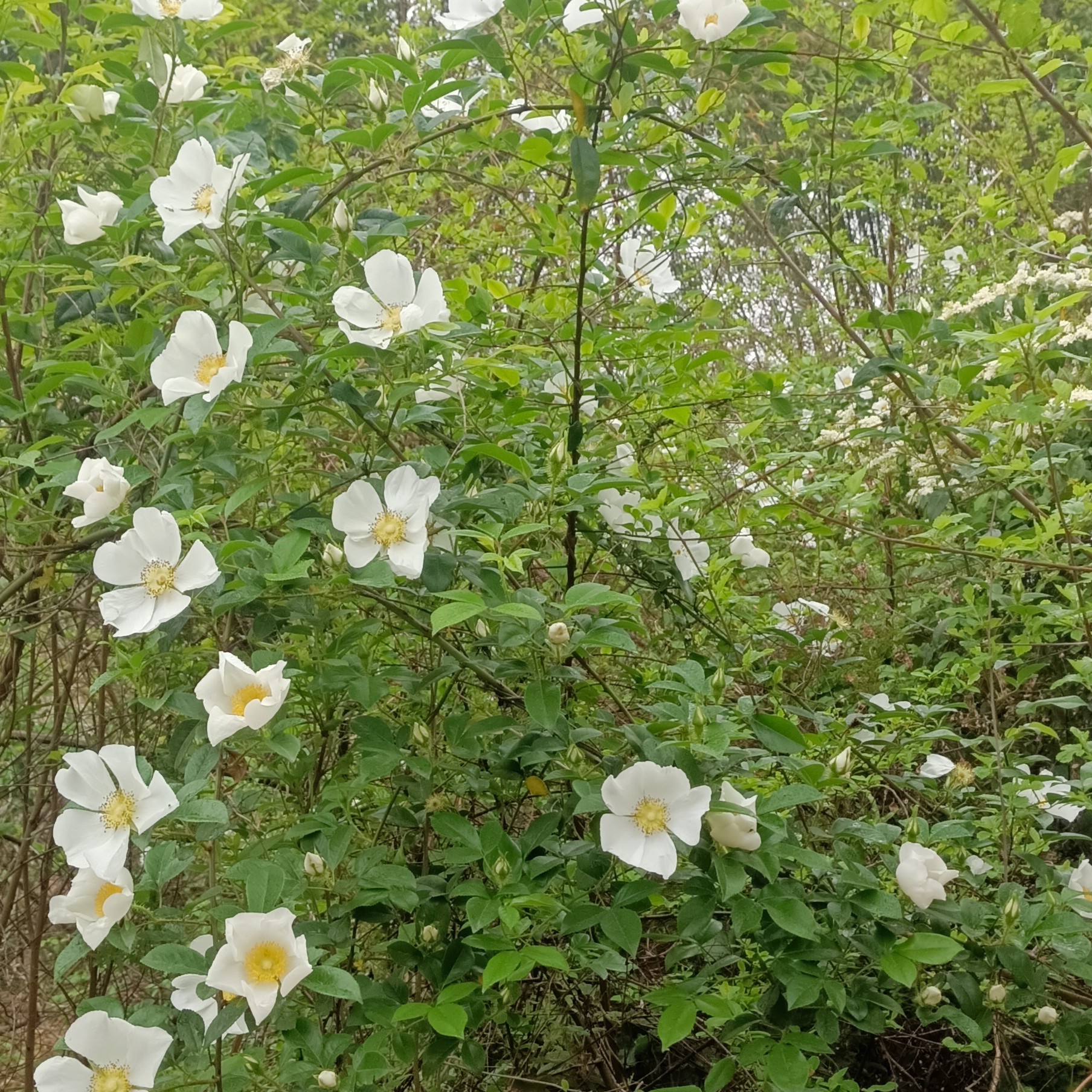 广西野生金樱根，自然晒干
