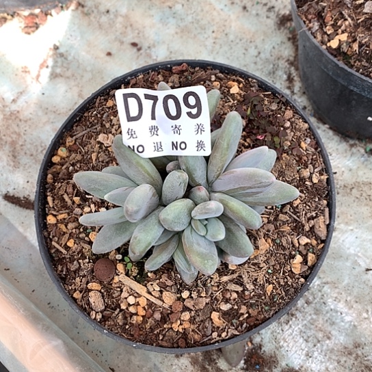 小***砖企鹅709 亏本处理38包邮7-8天发货