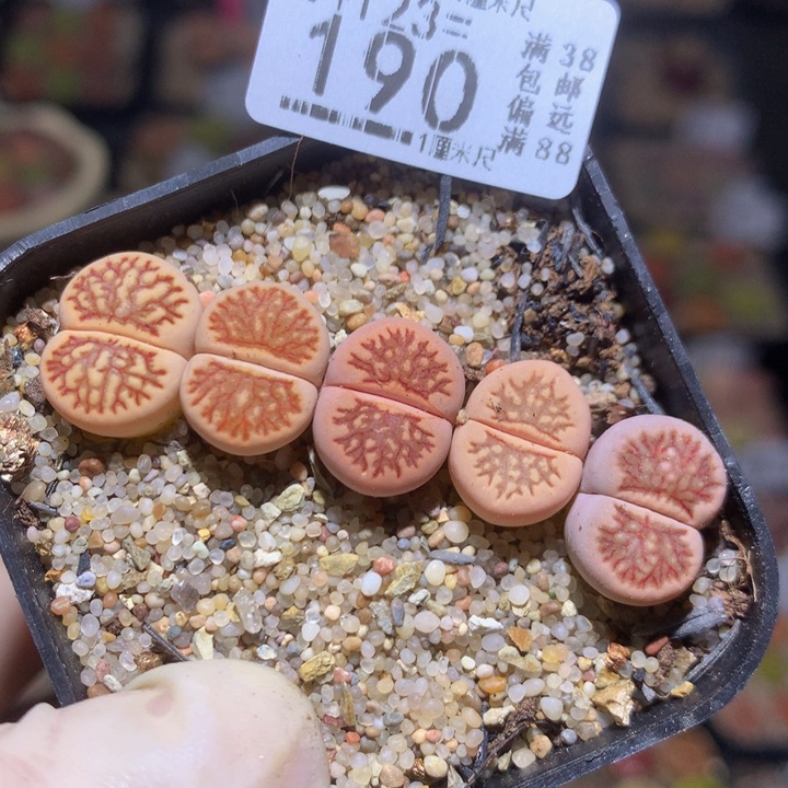 精品生石花123.190