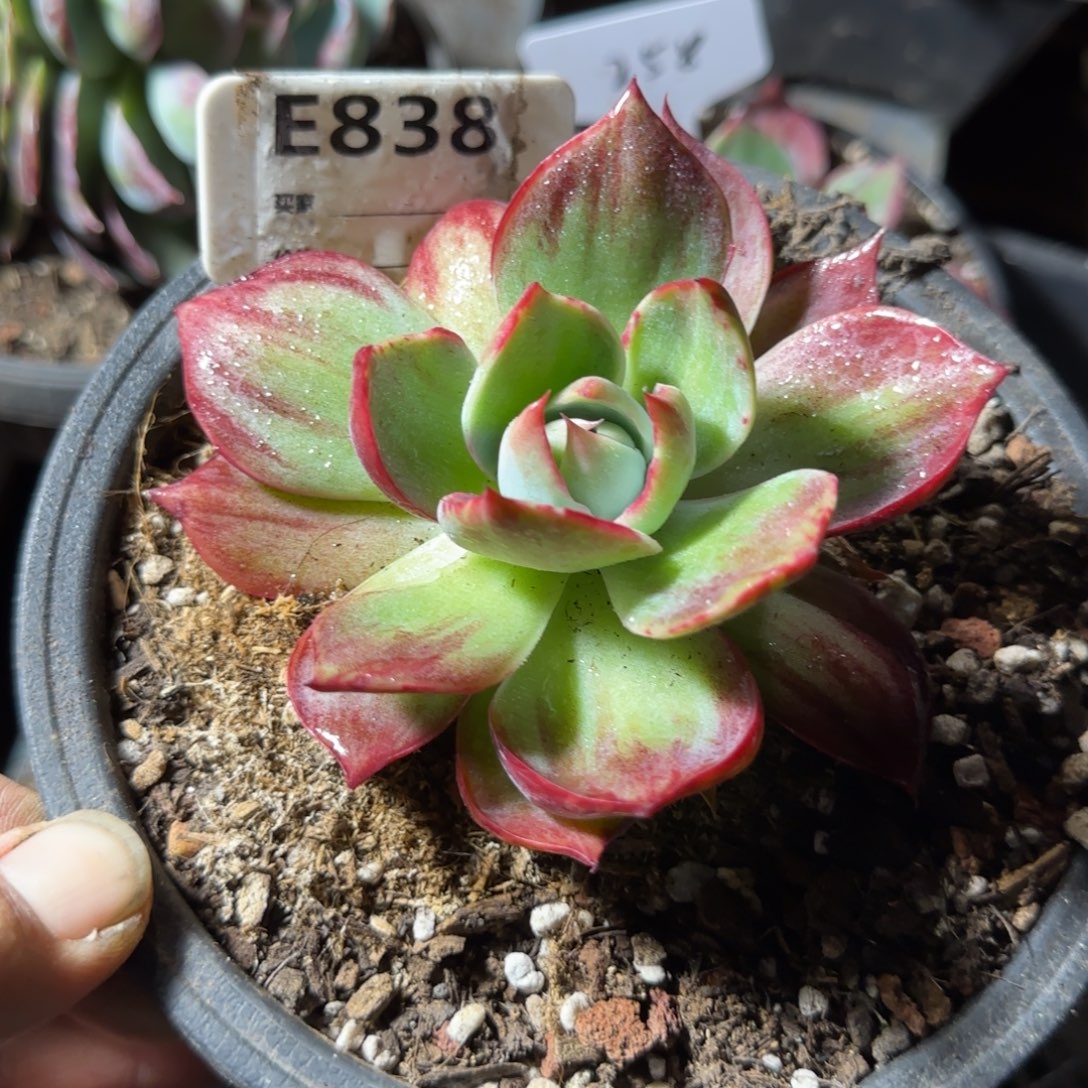 惊鸿一物一拍包装收缩花旱838