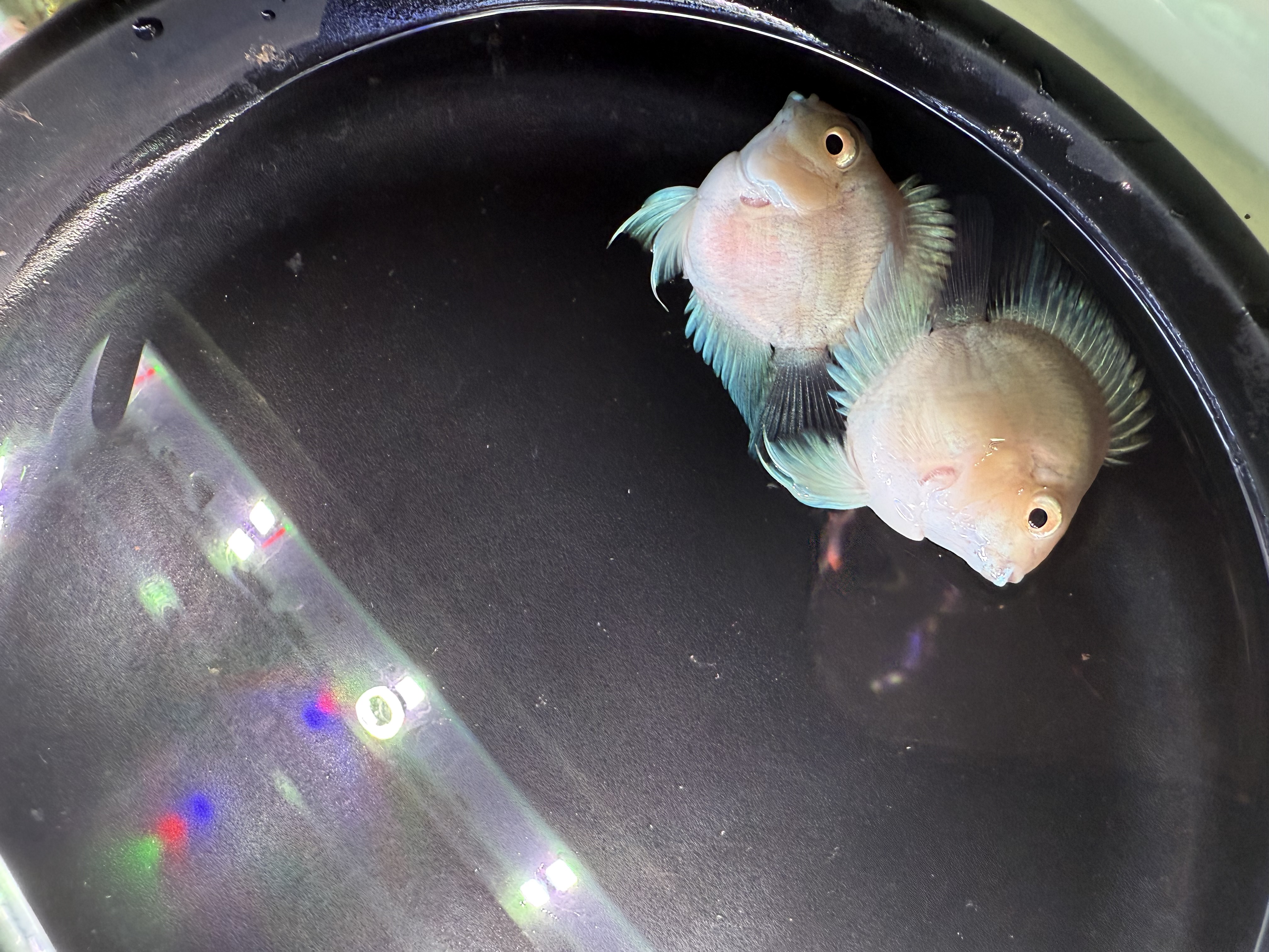 白金迷你鹦鹉鱼 福袋运费