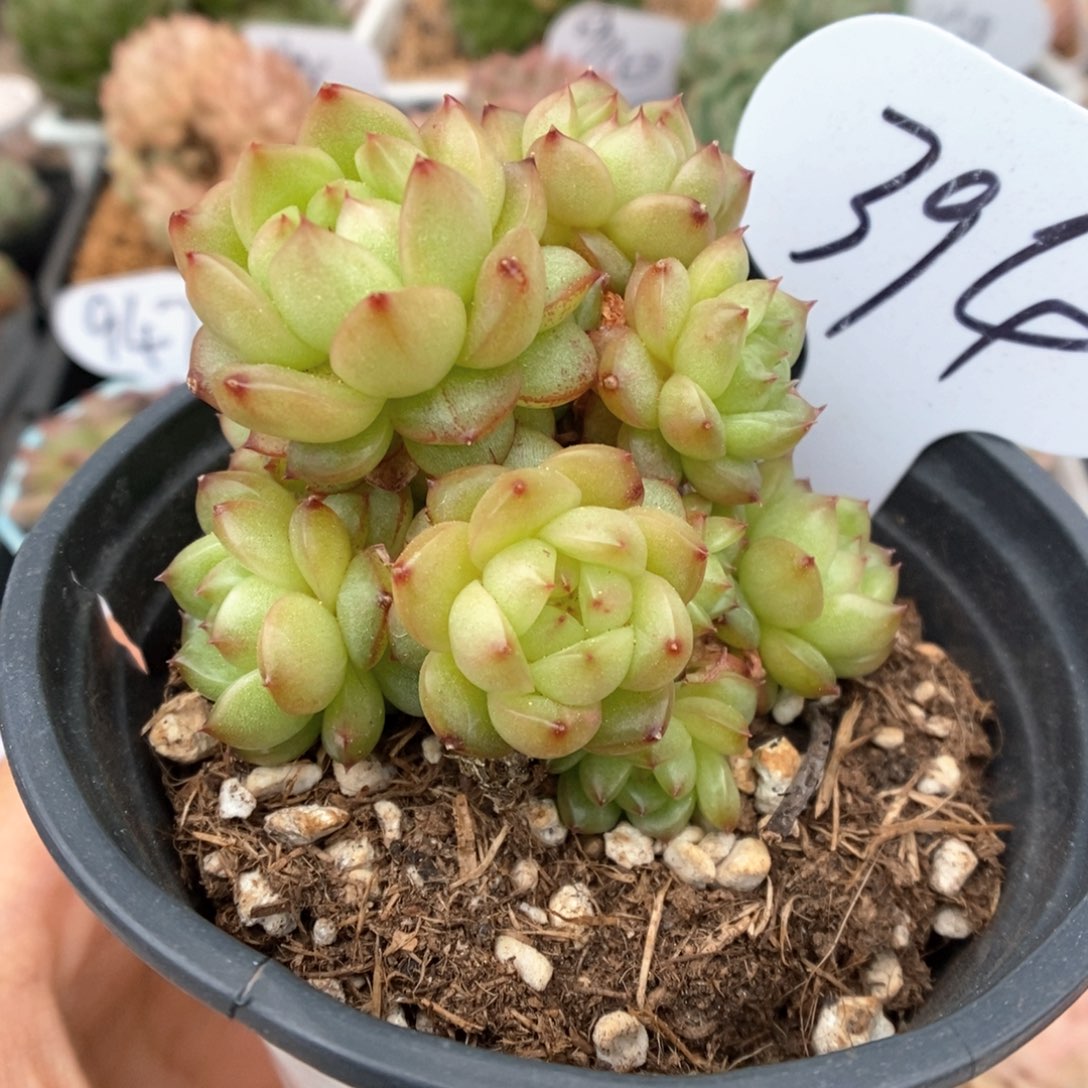 灯泡珍妮无砍群生394号 