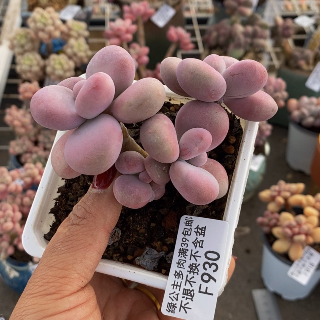 腰子桃蛋930/8c m