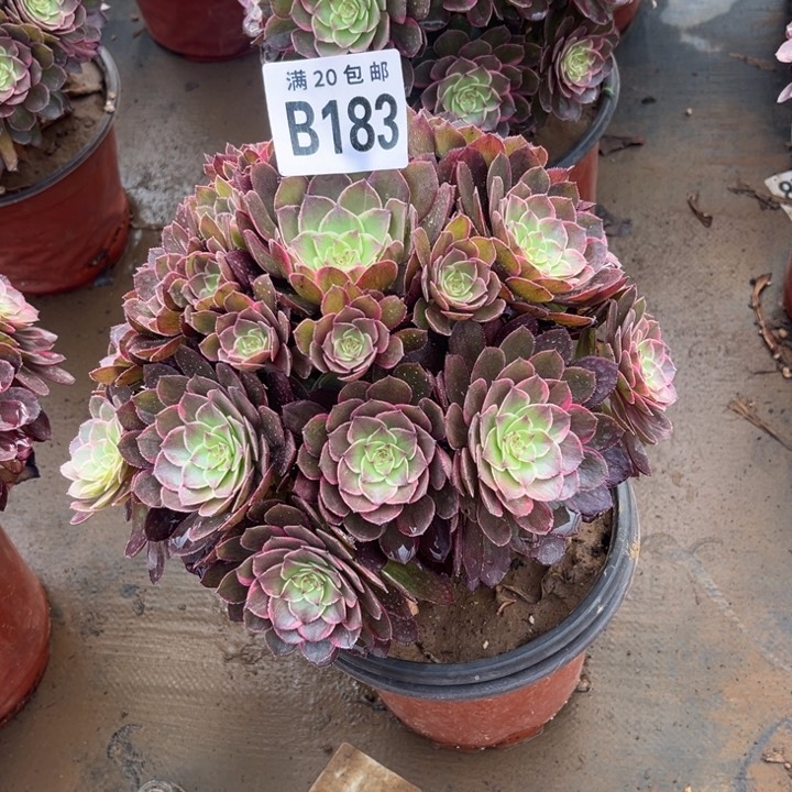 183万彩灯不包断枝