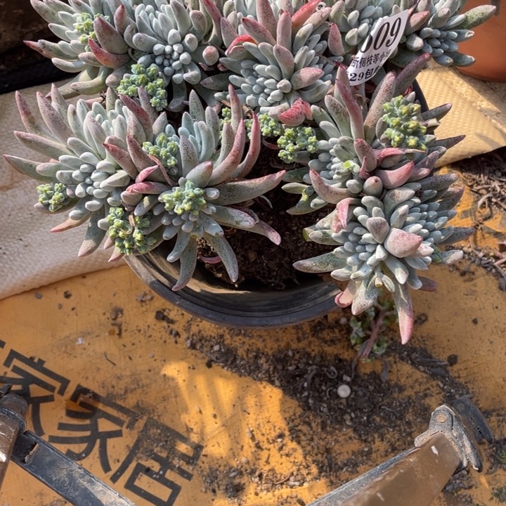 609号雪花多肉植物