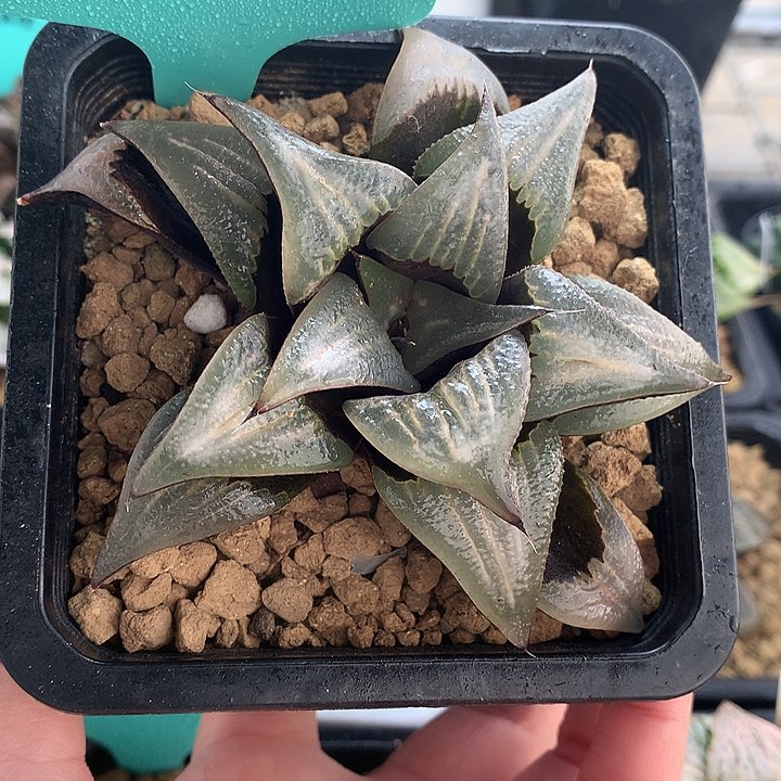 白凤一物一拍带盆