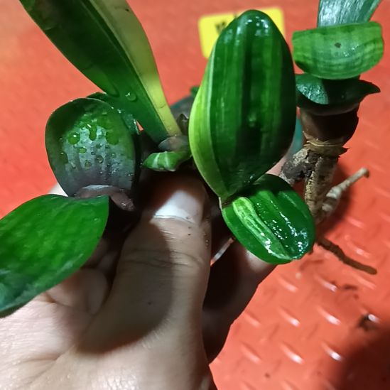 君子兰小苗君子兰