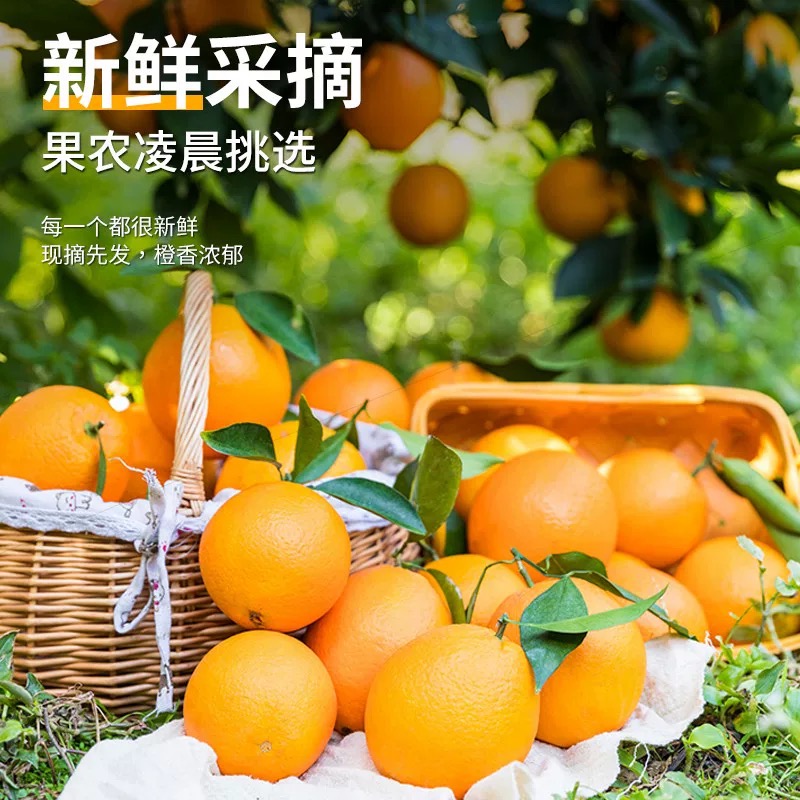 【次日达】2025纽荷尔高山脐橙新鲜当季水果橙子活动版甜橙手剥橙湖北省