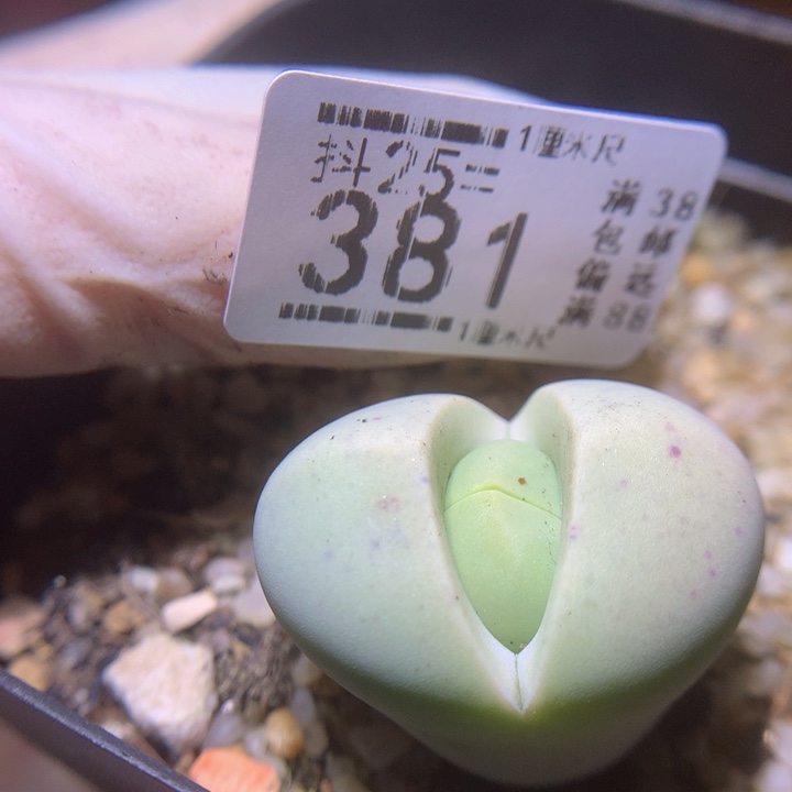 精品生石花25.381