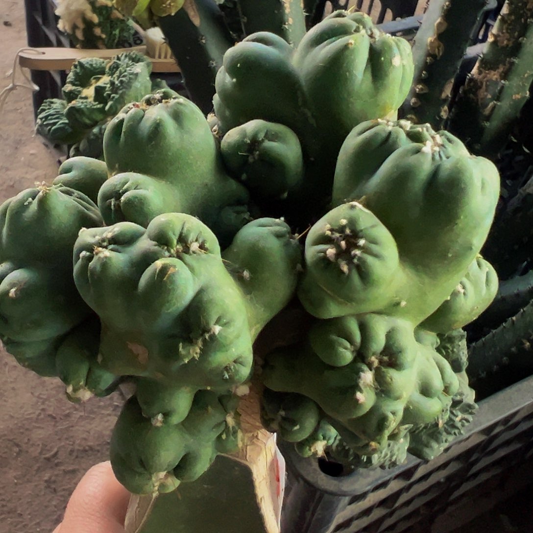 无花朵紫金罗汉870