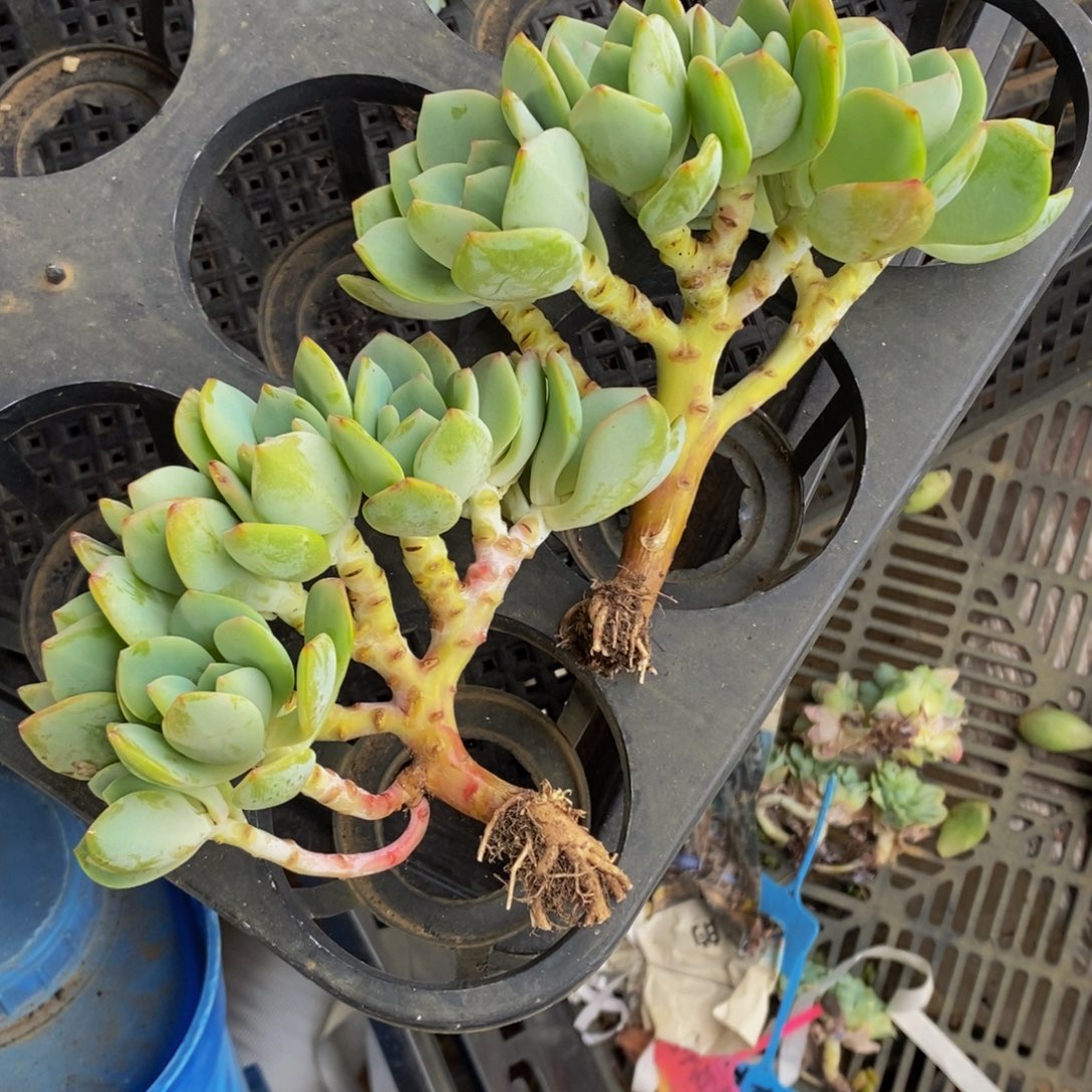 白月光小树朵朵缀