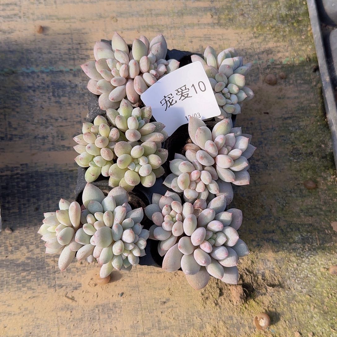 10 直播福利一物一拍