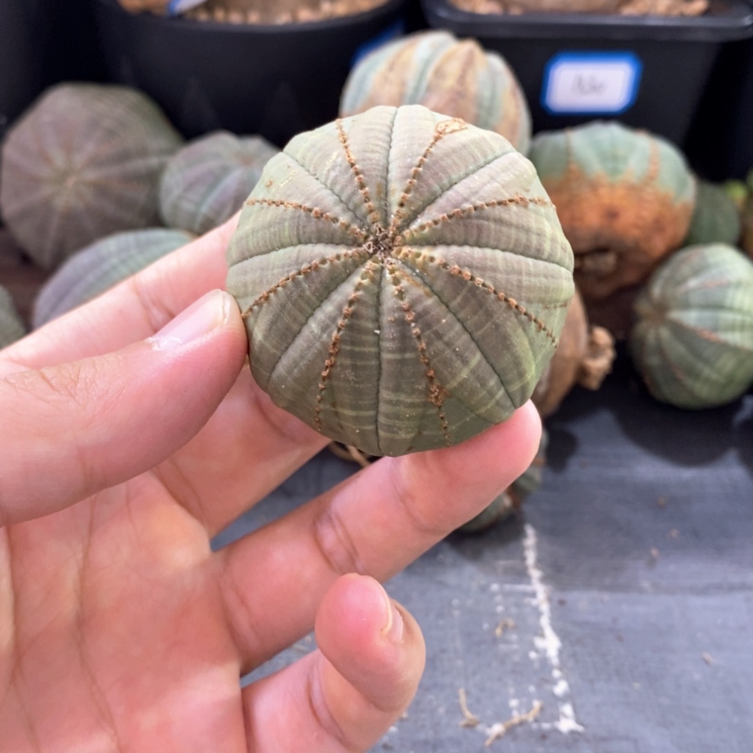 4 欧系实生布纹球多肉植物